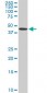 ADPGK Antibody (monoclonal) (M01)